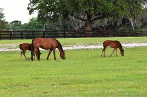 Ocala Fl Homes For Sale