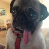Pet Friendly Places in Ocala I want to go!