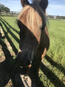 Meadow Wood Farms