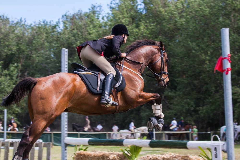 World Equestrian Center