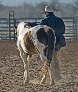 Ocala Farms for Sale