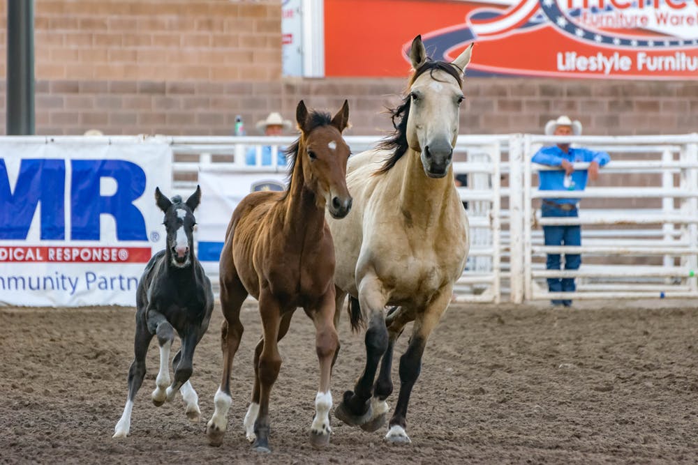 Ocala Shrine Rodeo